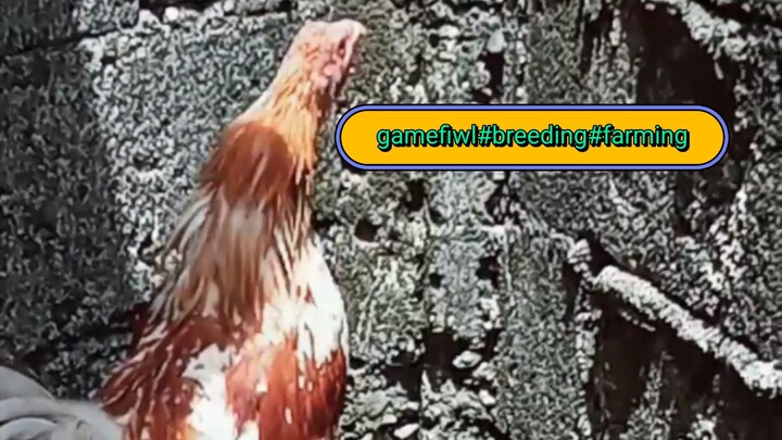 broodstag Boston roundhead×roundhead sweater beautiful birds# nice looking birds#breeding material