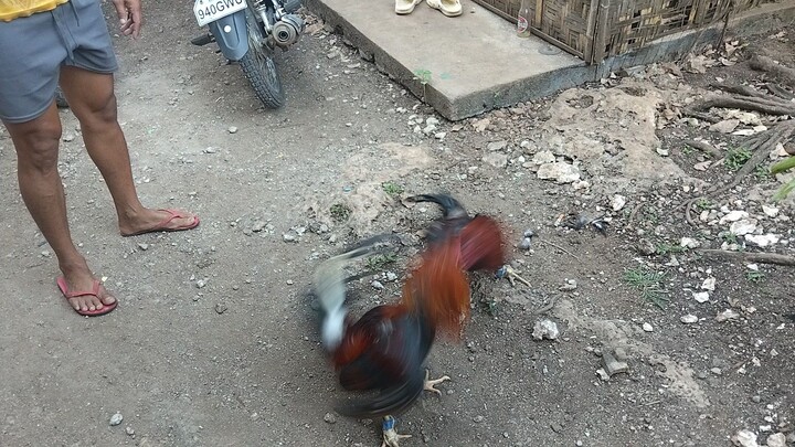 papawis muna
