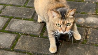 Tidak diragukan lagi, hari ini aku adalah Meow Meow Dewa Kekayaan~