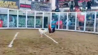 H.s.g White - 11months (1xwinner)