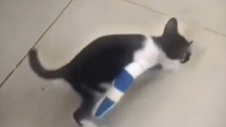 Cat: Tell my mom, I’m not a coward!