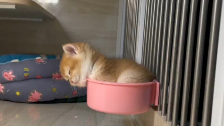 The little kitten doesn’t go to school or work, so why is it still so sleepy?