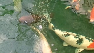 ikan dalam kolam