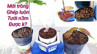 Mai mới trồng ghép luôn được không? Ghép rồi tưới n3m được không?