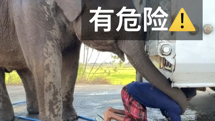 Gajah mengira ayahnya tertindih mobil, langsung buru-buru menariknya keluar 👍