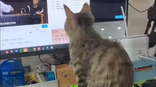 Cara kucing yang lucu untuk mengatakan tidak~