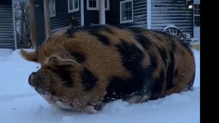 The Kunekune pig, a small breed native to New Zealand