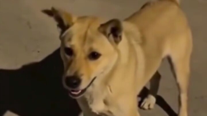 You walk past a dog and it instantly chooses violence. 🐕