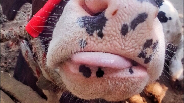 Stubborn Mouse's Funny Adventure! 🐭😂