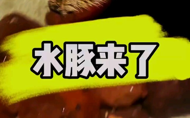 The capybara’s here! The capybara has arrived!