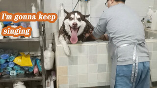 Husky: Kenapa Aku Tidak Bisa Bernyanyi Saat Mandi?