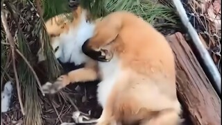 Những chú cáo thật quyến rũ!
