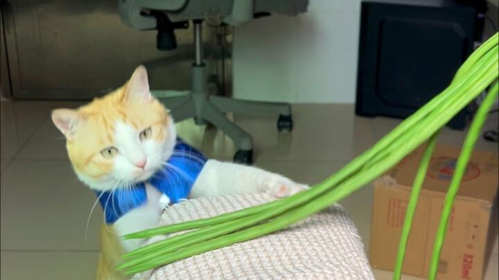 حبيبات الفول تُدخِّن المؤخرة!