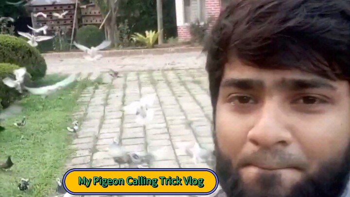 আমাদের প্রথম ভিডিও! ঠোঁটের আওয়াজে কবুতর ডাকার অদ্ভুত মুহূর্ত 🕊️❤️ | My Pigeon Calling Trick Vlog