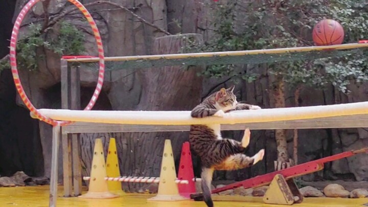 Mèo mèo biểu diễn trong thế giới chim vì...