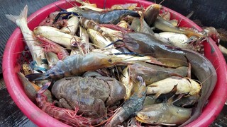 Cào trúng ổ cá út vàng, bắt CÁ TÔM CUA ''sướng tay'' | Ngư Dân Miền Tây