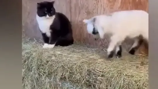 funny animal video 😅! so much interesting - Bilibili funny animal video 😅! so much interesting - Bilibili