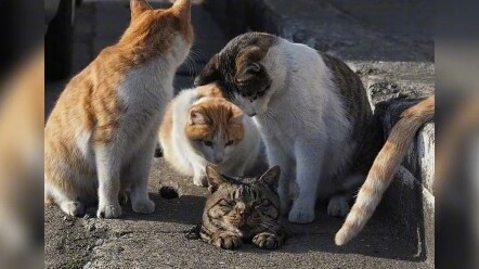 ฮ่าๆ ช่วงเวลาสุดเฟลของเหล่าแมวเหมียวในโซเชียล