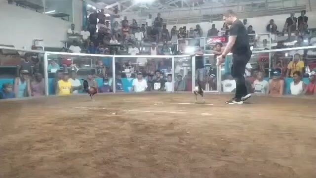 late upload buyers update 2hits double entry first fight win Meron side🔥🔥