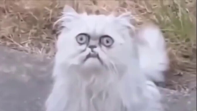 The cat that looks like grandma, finally saw the full version of the follow-up ~ I felt the deep fea