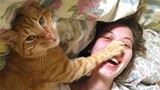 Cats Being JERKS!   Cats annoying Owners by funny and cute action