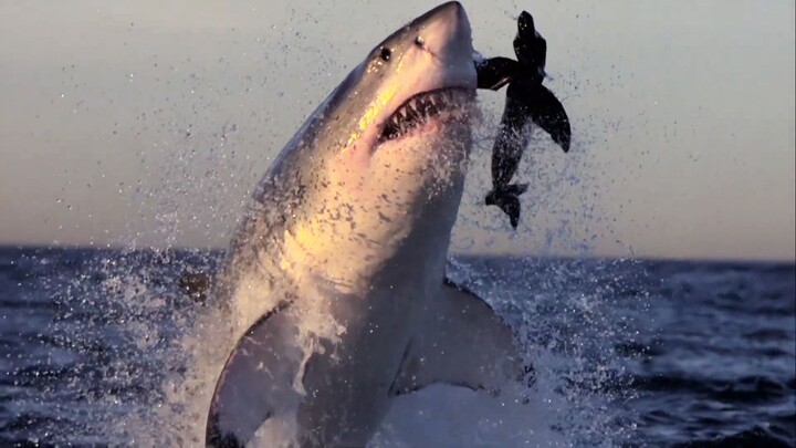 ฉลามป้ายไหล่: ฉันกินทรายได้ แถมยังทำตัวโง่ได้ด้วย งั้นฉันก็เป็นฉลามเหมือนกัน!