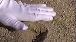 مجموعة مقاطع الفيديو اليابانية غير المفيدة