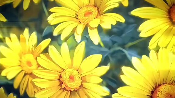 bunga Krisan Seville melambangkan kebahagiaan🙂🥹