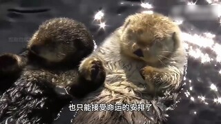 Sea otters: cute little ones who hold hands when they sleep