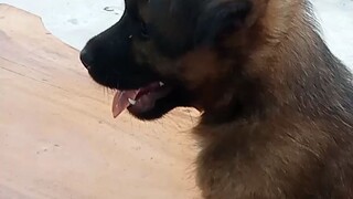 con chó mất dạy  lông xù