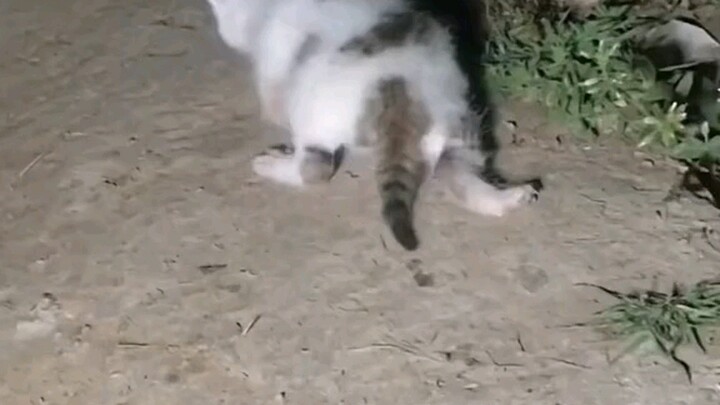 Such a poor, pitiful little cat