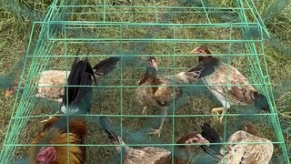 Gb sweater @ dos alpha gf