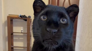 You're in for a soft landing if you mess with me, the leopard!