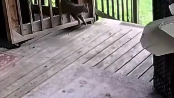 Pelindung Iblis Klub Mengunyah Anjing Besar