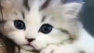 Hướng dẫn chọn mèo! Bạn có thể biết tính cách của một con mèo qua bàn chân của nó không?