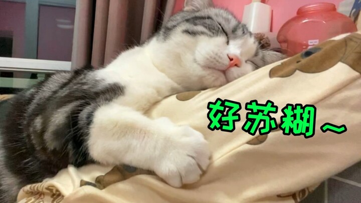 แมวขี้อ้อนมันฟินเกินไปแล้วเหรอ? ขึ้นไปนั่งตักคน แถมยังสั่งให้คนนวดให้อีก?!