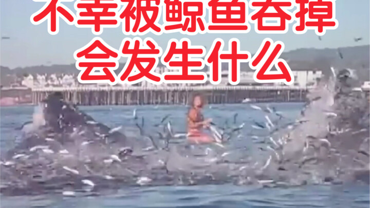 Nếu chẳng may bạn đột nhiên bị cá voi nuốt chửng, điều gì sẽ xảy ra? Không có tổn thương, thì cũng k