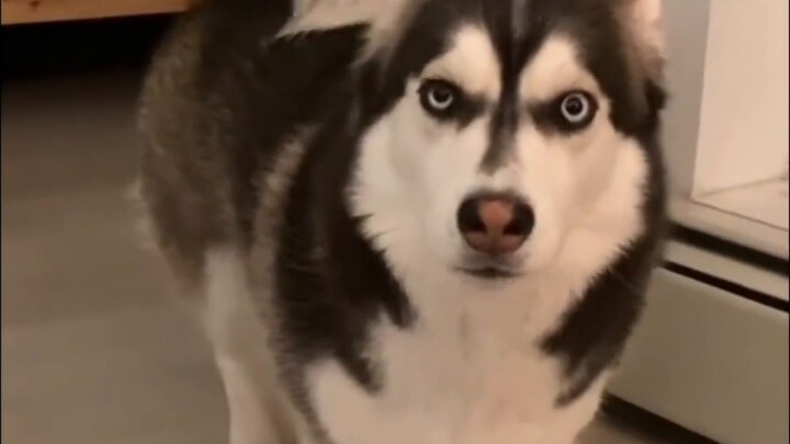 คุณเคยเห็นลูกหลานของสุนัขพันธุ์ผสมบ้างไหม?