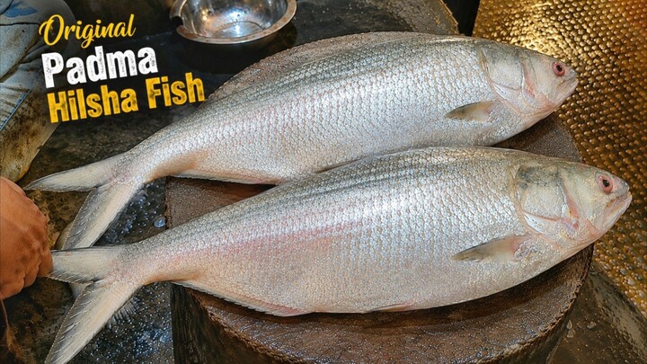 Extraordinary Big Hilsha Fish Cutting By Expert Fish Cutter || Fish Cutting Skills