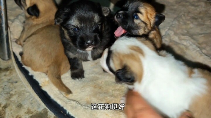 Every morning at dawn, the mama dog knocks on the door to go out to pee—and while she’s at it, she c