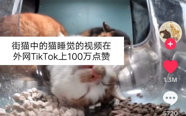 วิดีโอแมวจรจัดนอนหลับบน TikTok ต่างประเทศมียอดไลก์ถึง 1 ล้าน