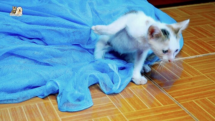 Tiny kitten paw stuck with the net