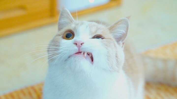 Peringatan “benar-benar enak”, jadi ibu kucing sehari di rumah si cantik kaya dan berkelas di Shangh