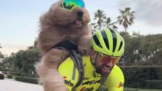 坐电梯要抱抱、骑车要背背的大狗狗