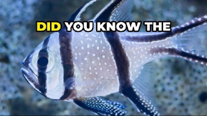 Banggai Cardinalfish: The Ultimate Reef Dad