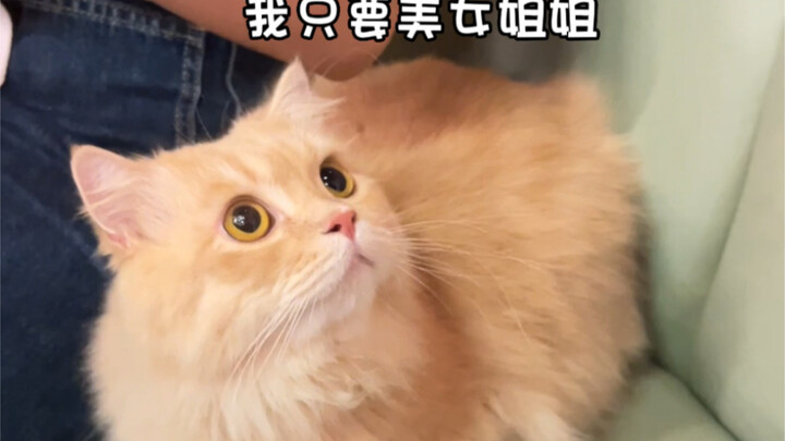 Who understands the joy of simultaneously owning both a cat and a dog?