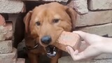 Lingkaran Binatang|Peliharaan Imut|Anjing Menggigit Batu Bata