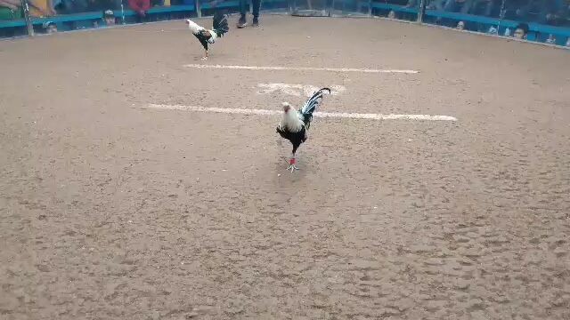 2hits Timbangan Sa Shilan 2nd fight win Champion Super Grey