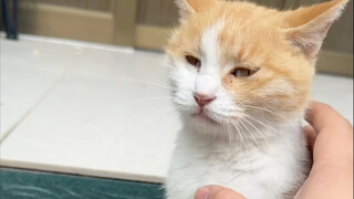 Buy a cage with 10,000 likes