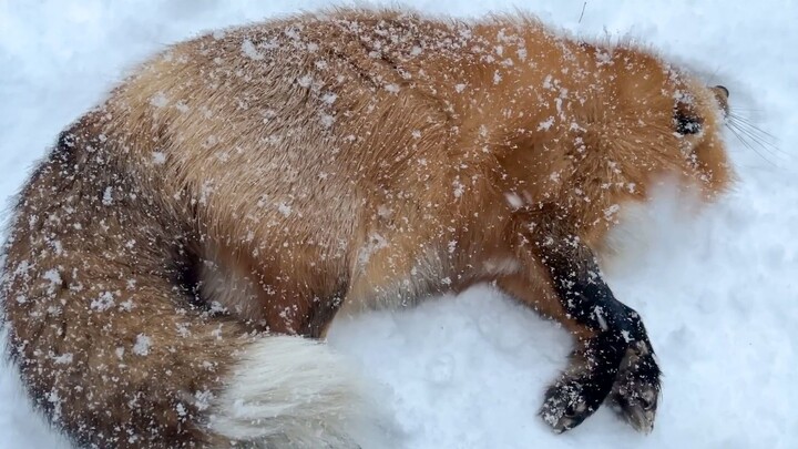 Russian Winter Iced Rye Bread